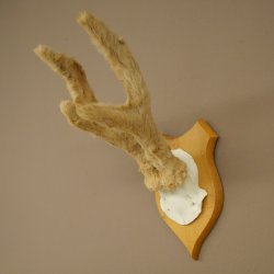 Hertengewei van abnormaal hert Hertengewei Bok Gewei Trofeeplaat 607.153