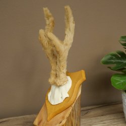 Hertengewei van abnormaal hert Hertengewei Bok Gewei Trofeeplaat 607.153