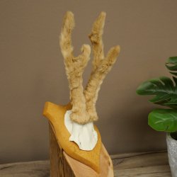 Hertengewei van abnormaal hert Hertengewei Bok Gewei Trofeeplaat 607.153