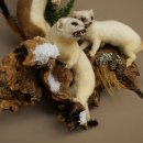 Erminino Donnola Inverno Pelliccia Altezza 33 cm Animale imbalsamato tassidermia 89.1.54