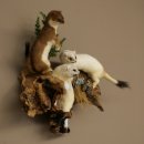 Erminino Donnola Inverno Pelliccia Altezza 33 cm Animale imbalsamato tassidermia 89.1.54