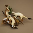 Erminino Donnola Inverno Pelliccia Altezza 33 cm Animale imbalsamato tassidermia 89.1.54