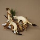 Erminino Donnola Inverno Pelliccia Altezza 33 cm Animale imbalsamato tassidermia 89.1.54