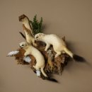 Erminino Donnola Inverno Pelliccia Altezza 33 cm Animale imbalsamato tassidermia 89.1.54