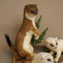 Erminino Donnola Inverno Pelliccia Altezza 33 cm Animale imbalsamato tassidermia 89.1.54