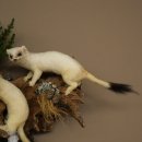 Erminino Donnola Inverno Pelliccia Altezza 33 cm Animale imbalsamato tassidermia 89.1.54