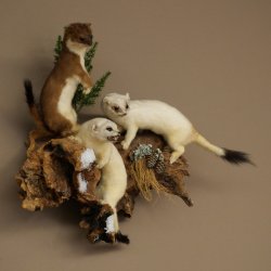 Erminino Donnola Inverno Pelliccia Altezza 33 cm Animale imbalsamato tassidermia 89.1.54