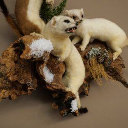 Erminino Donnola Inverno Pelliccia Altezza 33 cm Animale imbalsamato tassidermia 89.1.54