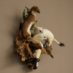 Erminino Donnola Inverno Pelliccia Altezza 33 cm Animale imbalsamato tassidermia 89.1.54