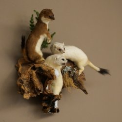 Erminino Donnola Inverno Pelliccia Altezza 33 cm Animale imbalsamato tassidermia 89.1.54