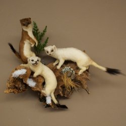 Erminino Donnola Inverno Pelliccia Altezza 33 cm Animale imbalsamato tassidermia 89.1.54