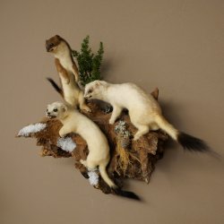 Erminino Donnola Inverno Pelliccia Altezza 33 cm Animale imbalsamato tassidermia 89.1.54