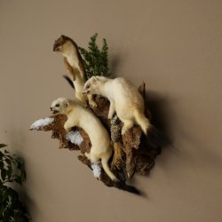 Erminino Donnola Inverno Pelliccia Altezza 33 cm Animale imbalsamato tassidermia 89.1.54