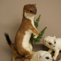 Erminino Donnola Inverno Pelliccia Altezza 33 cm Animale imbalsamato tassidermia 89.1.54