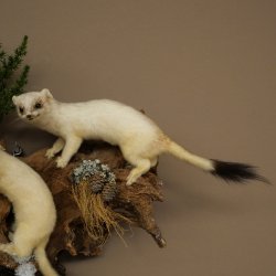 Erminino Donnola Inverno Pelliccia Altezza 33 cm Animale imbalsamato tassidermia 89.1.54