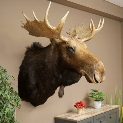 Elchkopf Elch Kopf Schulter Präparat Jagd Trophäe Höhe 109 cm