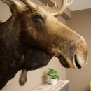 Elchkopf Elch Kopf Schulter Präparat Jagd Trophäe Höhe 109 cm