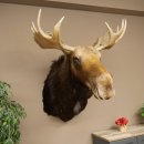 Elchkopf Elch Kopf Schulter Präparat Jagd Trophäe Höhe 109 cm