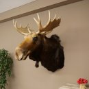 Elchkopf Elch Kopf Schulter Präparat Jagd Trophäe Höhe 109 cm