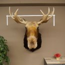 Elchkopf Elch Kopf Schulter Präparat Jagd Trophäe Höhe 109 cm