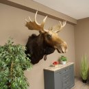 Elchkopf Elch Kopf Schulter Präparat Jagd Trophäe Höhe 109 cm