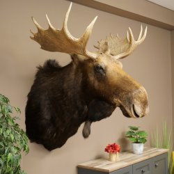 Elchkopf Elch Kopf Schulter Präparat Jagd Trophäe Höhe 109 cm