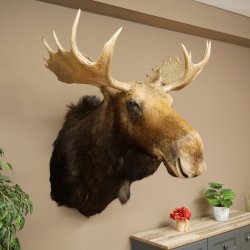 Elchkopf Elch Kopf Schulter Präparat Jagd Trophäe Höhe 109 cm