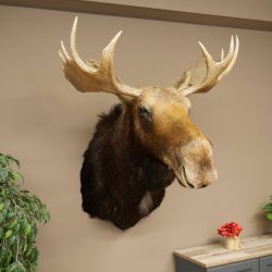 Elchkopf Elch Kopf Schulter Präparat Jagd Trophäe Höhe 109 cm