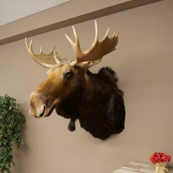 Elchkopf Elch Kopf Schulter Präparat Jagd Trophäe Höhe 109 cm