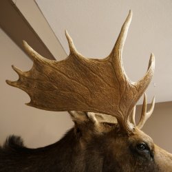 Elchkopf Elch Kopf Schulter Präparat Jagd Trophäe Höhe 109 cm