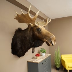 Elchkopf Elch Kopf Schulter Präparat Jagd Trophäe Höhe 109 cm