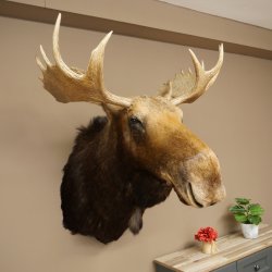 Elchkopf Elch Kopf Schulter Präparat Jagd Trophäe Höhe 109 cm