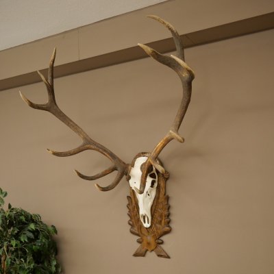 Corna di cervo rosso 6 punte Altezza 59 cm Corna di cervo Trofeo intagliato 70.1031