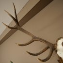 Corna di cervo rosso 6 punte Altezza 59 cm Corna di cervo Trofeo intagliato 70.1031