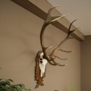 Corna di cervo rosso 6 punte Altezza 59 cm Corna di cervo Trofeo intagliato 70.1031