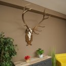 Corna di cervo rosso 6 punte Altezza 59 cm Corna di cervo Trofeo intagliato 70.1031