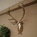 Corna di cervo rosso 6 punte Altezza 59 cm Corna di cervo Trofeo intagliato 70.1031