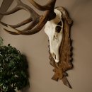 Corna di cervo rosso 6 punte Altezza 59 cm Corna di cervo Trofeo intagliato 70.1031