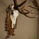 Corna di cervo rosso 6 punte Altezza 59 cm Corna di cervo Trofeo intagliato 70.1031