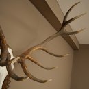 Corna di cervo rosso 6 punte Altezza 59 cm Corna di cervo Trofeo intagliato 70.1031