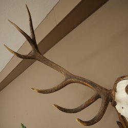 Corna di cervo rosso 6 punte Altezza 59 cm Corna di cervo Trofeo intagliato 70.1031