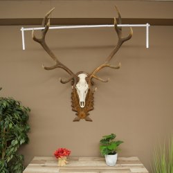 Corna di cervo rosso 6 punte Altezza 59 cm Corna di cervo Trofeo intagliato 70.1031