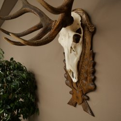 Corna di cervo rosso 6 punte Altezza 59 cm Corna di cervo Trofeo intagliato 70.1031