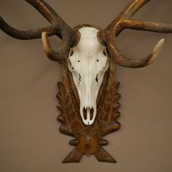 Corna di cervo rosso 6 punte Altezza 59 cm Corna di cervo Trofeo intagliato 70.1031