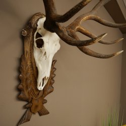 Corna di cervo rosso 6 punte Altezza 59 cm Corna di cervo Trofeo intagliato 70.1031