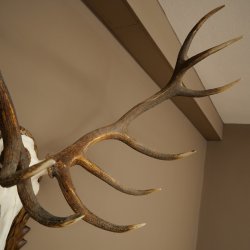 Corna di cervo rosso 6 punte Altezza 59 cm Corna di cervo Trofeo intagliato 70.1031