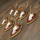Deer antlers, 20 pieces, roe deer bucks, deer buck antlers, carved trophy signs 22.1350