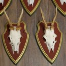 Deer antlers, 20 pieces, roe deer bucks, deer buck antlers, carved trophy signs 22.1350