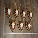 Deer antlers, 20 pieces, roe deer bucks, deer buck antlers, carved trophy signs 22.1350