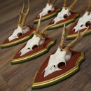 Deer antlers, 20 pieces, roe deer bucks, deer buck antlers, carved trophy signs 22.1350